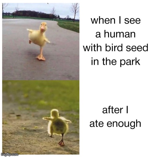 image tagged in memes,ducks,repost,funny,duck,quack | made w/ Imgflip meme maker