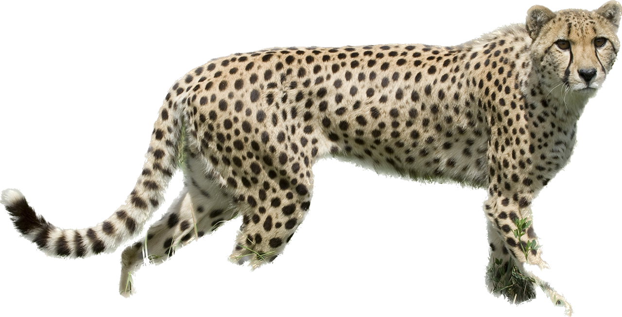 Cheetah Memes - Imgflip