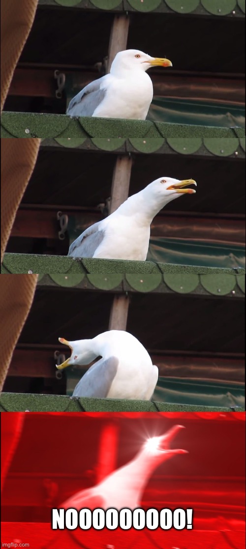 Inhaling Seagull | NOOOOOOOOO! | image tagged in memes,inhaling seagull | made w/ Imgflip meme maker