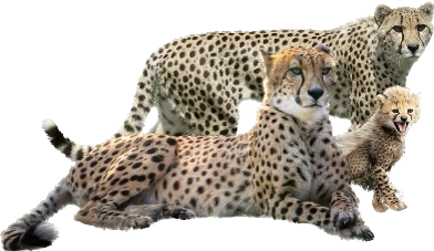 High Quality Cheetah family Blank Meme Template