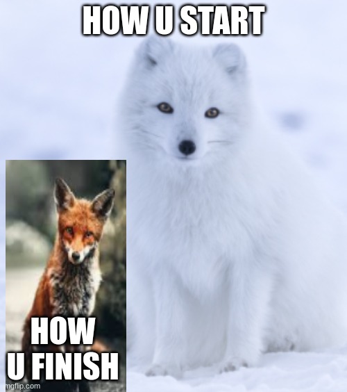 Huh wolf | HOW U START; HOW U FINISH | image tagged in huh wolf | made w/ Imgflip meme maker