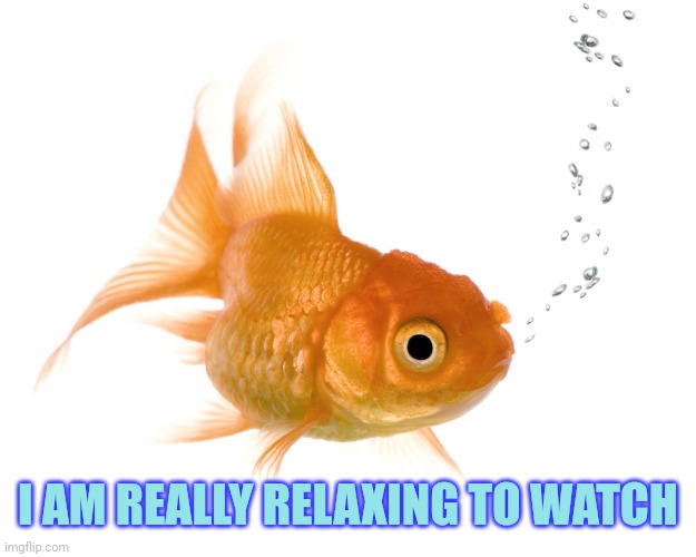 Bad Memory Goldfish | I AM REALLY RELAXING TO WATCH | image tagged in bad memory goldfish | made w/ Imgflip meme maker