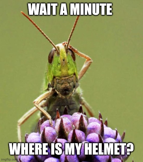 Wait a Minute... | WAIT A MINUTE; WHERE IS MY HELMET? | image tagged in helmet,grasshopper,confused,meme | made w/ Imgflip meme maker