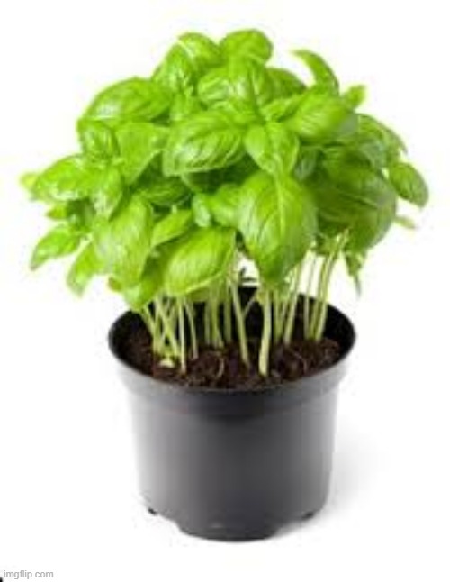 basil plant | made w/ Imgflip meme maker