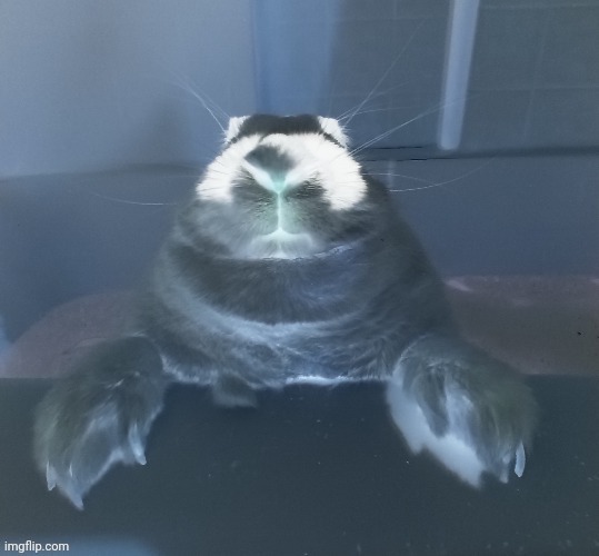 Shit water | made w/ Imgflip meme maker