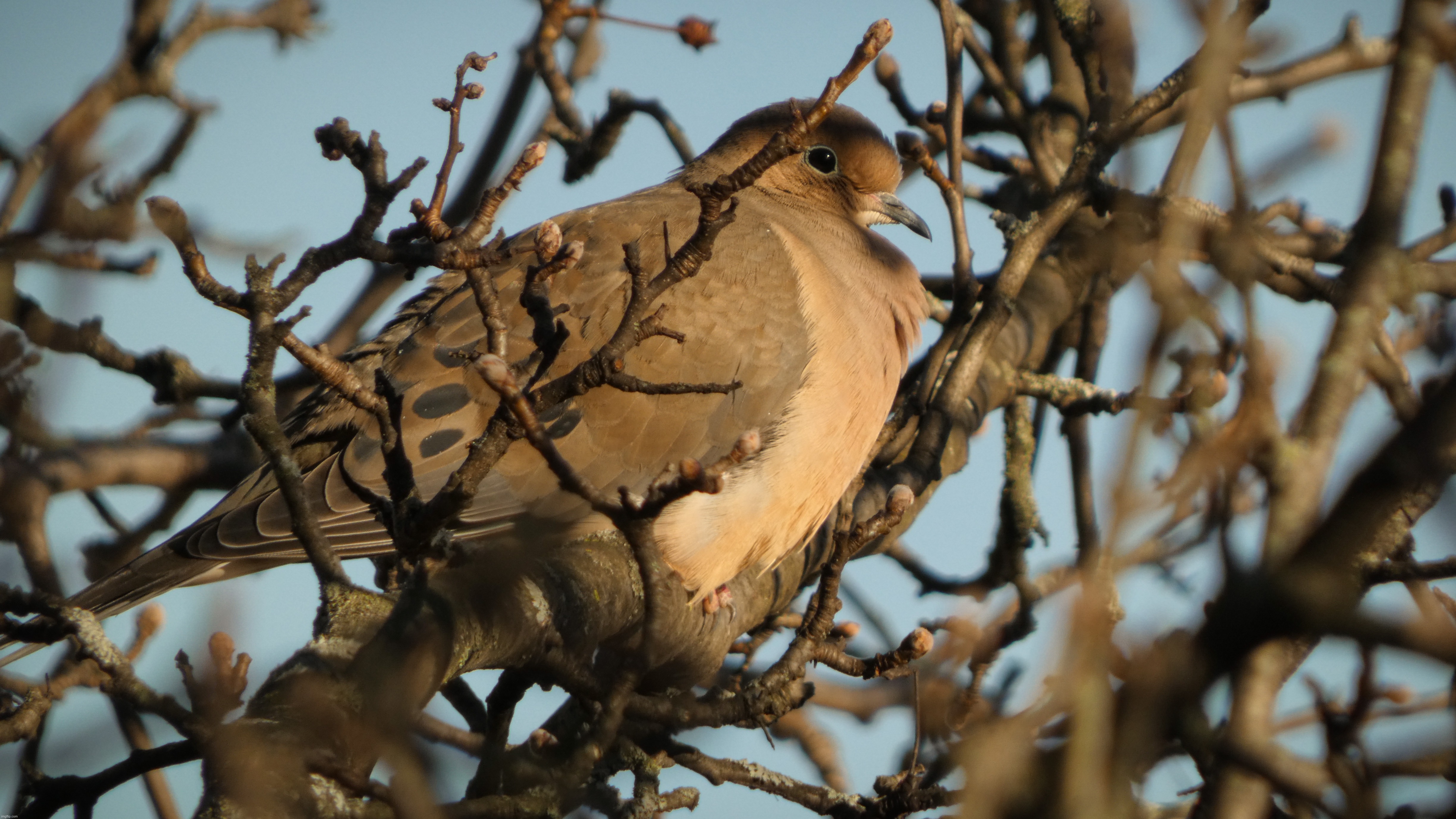 An amazing picture of a Mourning Dove that I was lucky to capture today | image tagged in share your own photos | made w/ Imgflip meme maker