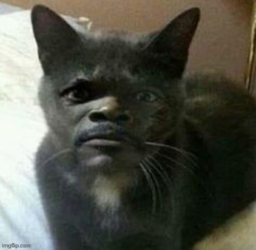 Cursed cat | image tagged in cursed,cat | made w/ Imgflip meme maker