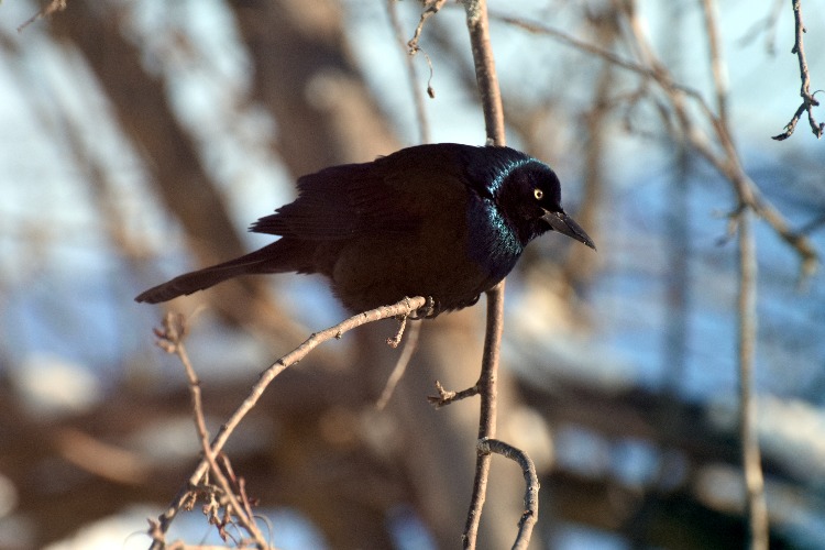 This well fed grackle posed for me today! | image tagged in grackle,kewlew | made w/ Imgflip meme maker