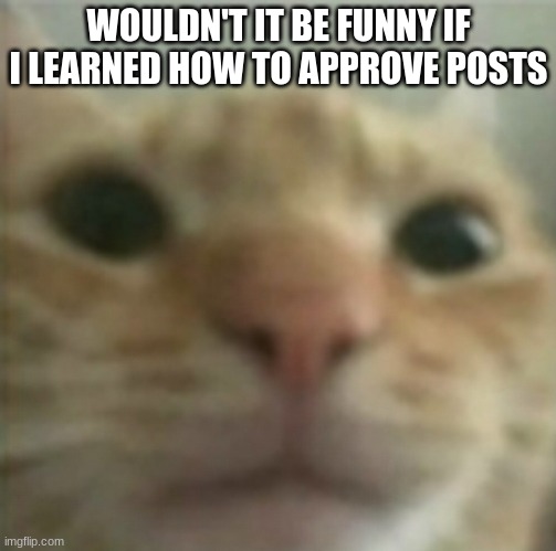 Ugly cat | WOULDN'T IT BE FUNNY IF I LEARNED HOW TO APPROVE POSTS | image tagged in ugly cat | made w/ Imgflip meme maker