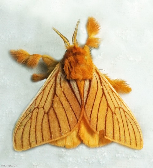 Just moth… nothing else | made w/ Imgflip meme maker