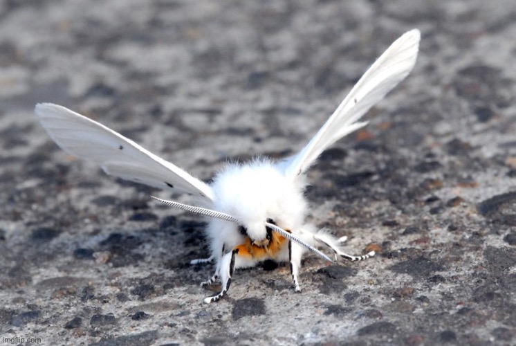 My favourite moth is the white ermine moth (or Spilosoma lubricipeda if we’re going into detail) | made w/ Imgflip meme maker
