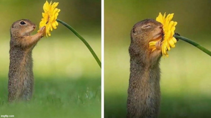 A prairie dog snuggling a flower | image tagged in prairie dog,flower,cuteness overload | made w/ Imgflip meme maker