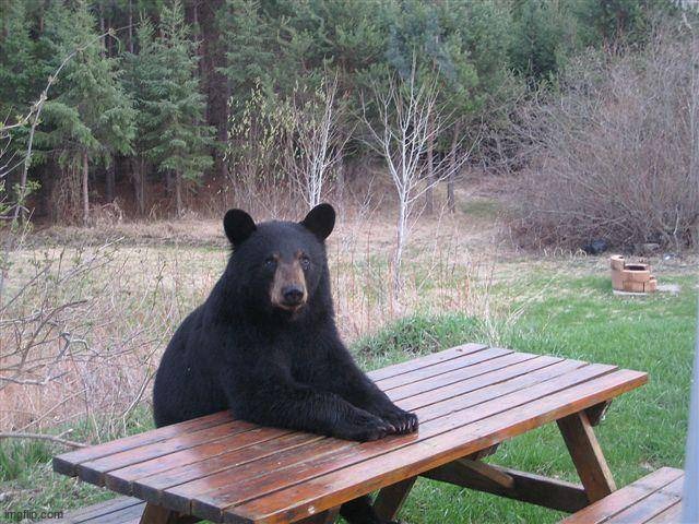 Bear at Picnic Table | image tagged in bear at picnic table | made w/ Imgflip meme maker