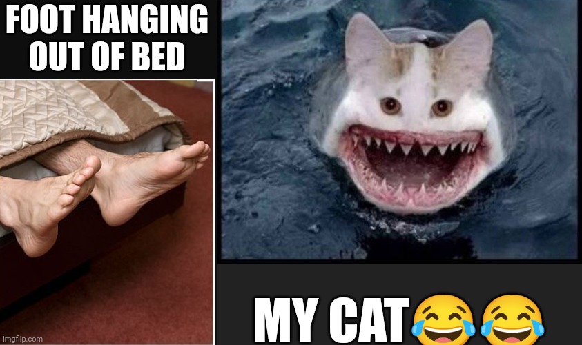 FOOT HANGING OUT OF BED; MY CAT😂😂 | image tagged in cats,funny memes,funny,funny meme,memes | made w/ Imgflip meme maker