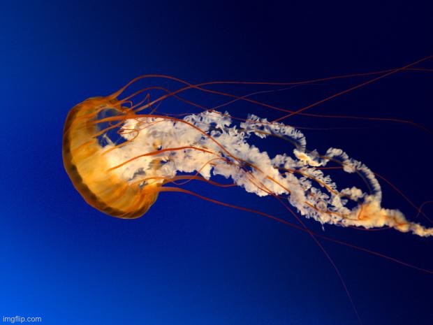 JELLYFISH!!!!!!!!!!!!!!!!!!!!!!!!! | image tagged in jellyfish | made w/ Imgflip meme maker