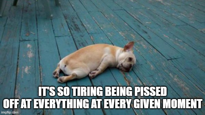 I con only imagine what it must feel like to wake up pissed off at the world every morning. Leftists are weird. | IT'S SO TIRING BEING PISSED OFF AT EVERYTHING AT EVERY GIVEN MOMENT | image tagged in tired dog | made w/ Imgflip meme maker