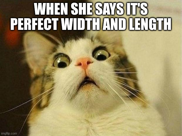 tell me it ain't true | WHEN SHE SAYS IT'S PERFECT WIDTH AND LENGTH | image tagged in memes,scared cat | made w/ Imgflip meme maker
