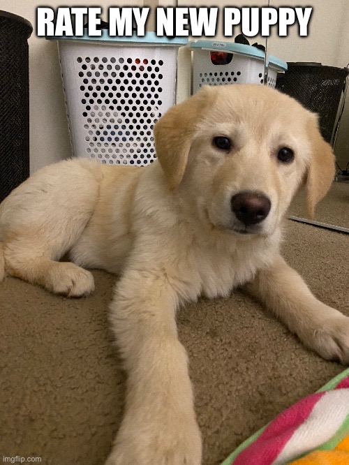 RATE MY NEW PUPPY | made w/ Imgflip meme maker