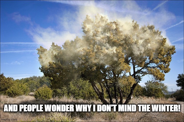 cedar tree pollen | AND PEOPLE WONDER WHY I DON'T MIND THE WINTER! | image tagged in cedar tree pollen | made w/ Imgflip meme maker