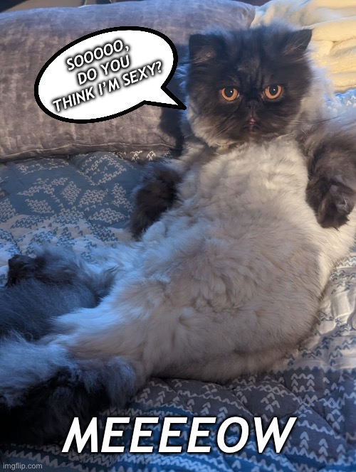 My friends cat | SOOOOO, DO YOU THINK I’M SEXY? MEEEEOW | image tagged in cat | made w/ Imgflip meme maker