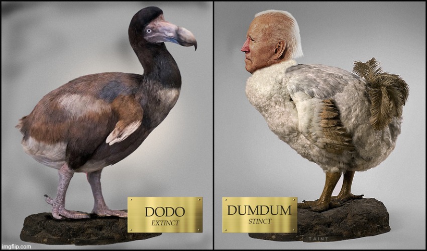 The DODO & The DUMDUM | image tagged in dumb,box,rocks | made w/ Imgflip meme maker