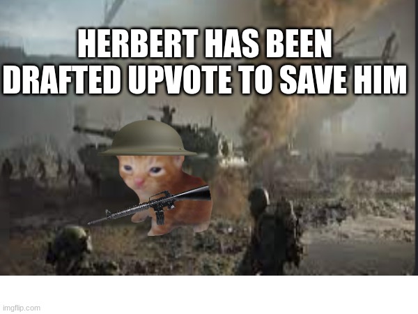 SAVE HIM | HERBERT HAS BEEN DRAFTED UPVOTE TO SAVE HIM | image tagged in cat | made w/ Imgflip meme maker