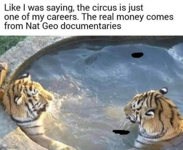 image tagged in tiger,repost,memes,funny,circus,documentary | made w/ Imgflip meme maker