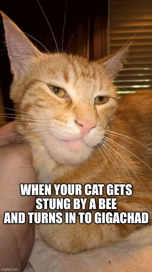 gigachad cat | WHEN YOUR CAT GETS STUNG BY A BEE AND TURNS IN TO GIGACHAD | image tagged in gigachad | made w/ Imgflip meme maker