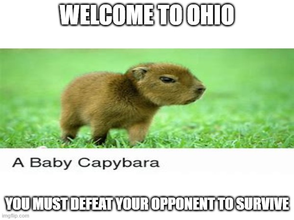 Defeat your oppnent P.7 | WELCOME TO OHIO; YOU MUST DEFEAT YOUR OPPONENT TO SURVIVE | image tagged in omg,capybara | made w/ Imgflip meme maker