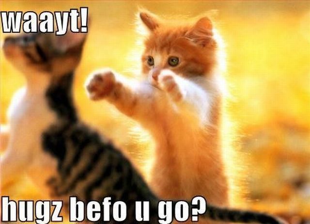 image tagged in kittens,cats,animals