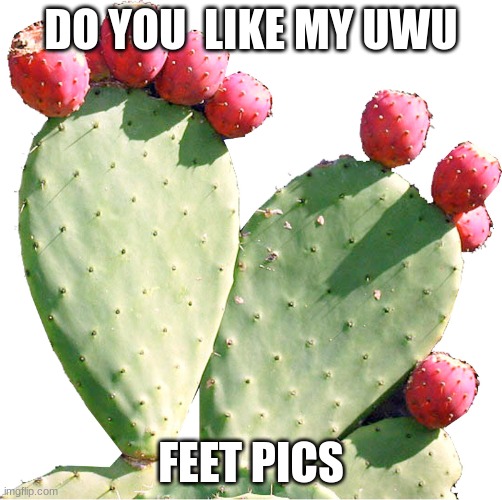 uwu | DO YOU  LIKE MY UWU; FEET PICS | image tagged in uwu | made w/ Imgflip meme maker