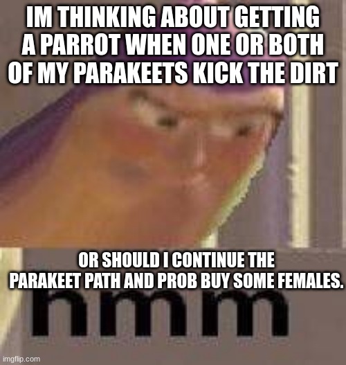 well.... hmmm | IM THINKING ABOUT GETTING A PARROT WHEN ONE OR BOTH OF MY PARAKEETS KICK THE DIRT; OR SHOULD I CONTINUE THE PARAKEET PATH AND PROB BUY SOME FEMALES. | image tagged in buzz lightyear hmm | made w/ Imgflip meme maker