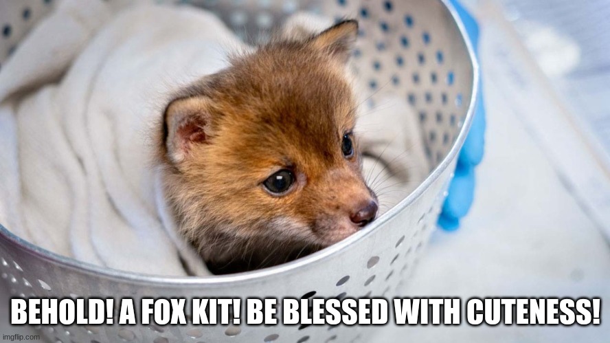 Image taken by Cornell University (The Words Were My Addition) | BEHOLD! A FOX KIT! BE BLESSED WITH CUTENESS! | made w/ Imgflip meme maker