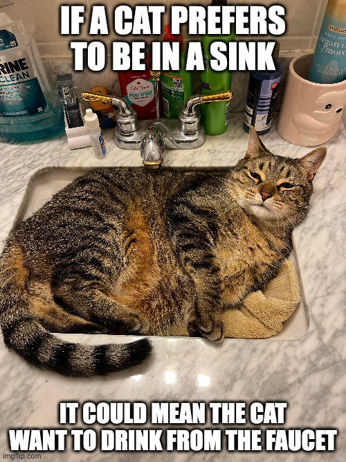 Cat in Sink | IF A CAT PREFERS TO BE IN A SINK; IT COULD MEAN THE CAT WANT TO DRINK FROM THE FAUCET | image tagged in cats,memes | made w/ Imgflip meme maker