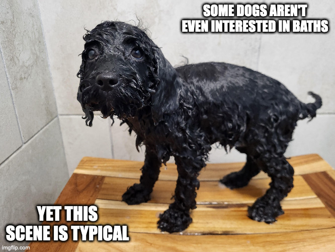 Dog After a Bath | SOME DOGS AREN'T EVEN INTERESTED IN BATHS; YET THIS SCENE IS TYPICAL | image tagged in dogs,memes | made w/ Imgflip meme maker