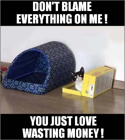 Cat Bed Vs Box ? | DON'T BLAME EVERYTHING ON ME ! YOU JUST LOVE WASTING MONEY ! | image tagged in cats,beds,boxes,waste of money | made w/ Imgflip meme maker