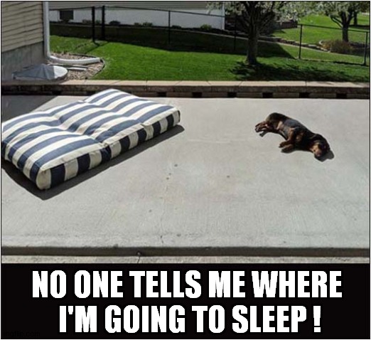 An Independent Dog ! | NO ONE TELLS ME WHERE 
I'M GOING TO SLEEP ! | image tagged in dogs,independent,sleeping | made w/ Imgflip meme maker