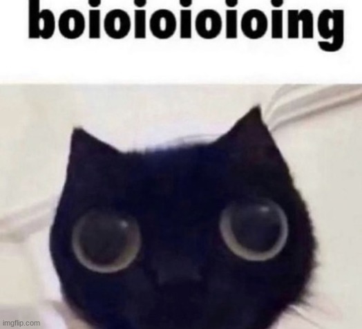 boioioioioing cat | image tagged in boioioioioing cat | made w/ Imgflip meme maker