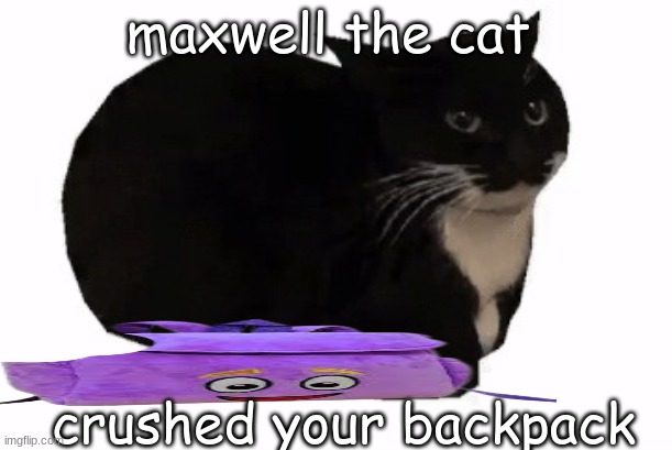maxwell the cat | maxwell the cat; crushed your backpack | image tagged in maxwell the cat | made w/ Imgflip meme maker