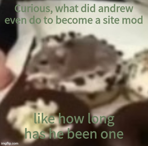 a | Curious, what did andrew even do to become a site mod; like how long has he been one | image tagged in aww the mouse | made w/ Imgflip meme maker
