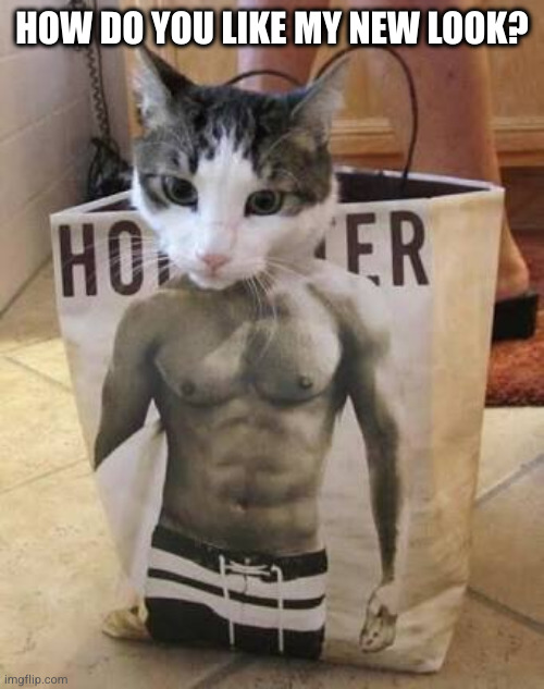 You had better feed the kitty | HOW DO YOU LIKE MY NEW LOOK? | image tagged in muscle cat,cat | made w/ Imgflip meme maker
