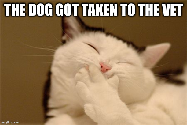 The cat thinks that is funny | THE DOG GOT TAKEN TO THE VET | image tagged in cat laughing,cat,veterinarian | made w/ Imgflip meme maker