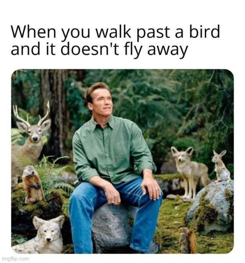 image tagged in wholesome,bird,funny,animals,memes,relatable memes | made w/ Imgflip meme maker