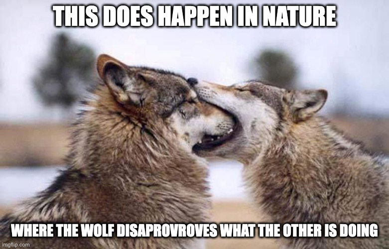 Wolf With Jaw in Another Wolf's Face | THIS DOES HAPPEN IN NATURE; WHERE THE WOLF DISAPROVROVES WHAT THE OTHER IS DOING | image tagged in wolf,memes | made w/ Imgflip meme maker