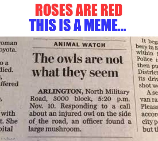 what is this? what does this mean? owls sus? | ROSES ARE RED; THIS IS A MEME... | image tagged in memes,funny,fun,what | made w/ Imgflip meme maker