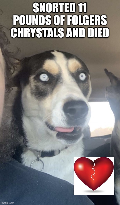 Cracked out husky | SNORTED 11 POUNDS OF FOLGERS CHRYSTALS AND DIED | image tagged in cracked out husky | made w/ Imgflip meme maker