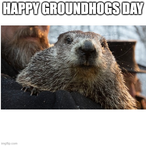 yay | HAPPY GROUNDHOGS DAY | image tagged in groundhog day | made w/ Imgflip meme maker