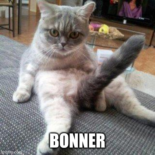 Cat boner | BONNER | image tagged in cat boner | made w/ Imgflip meme maker
