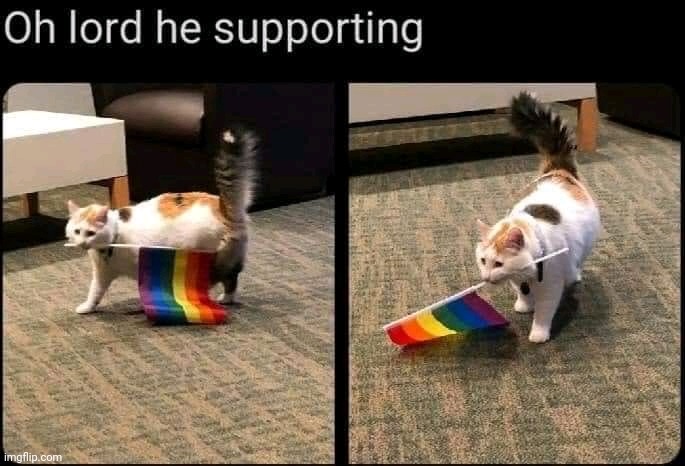 Good Gat (Gat = Gay Cat) | image tagged in cats | made w/ Imgflip meme maker