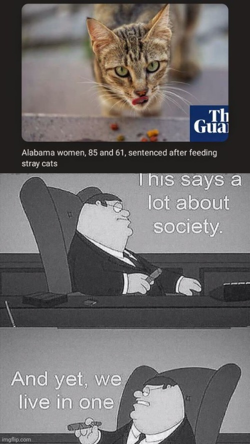 Sentenced | image tagged in this says a lot about society,sentenced,cats,stray,stray cats,memes | made w/ Imgflip meme maker